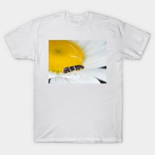 Fairy moth Adela septentrionella T-Shirt